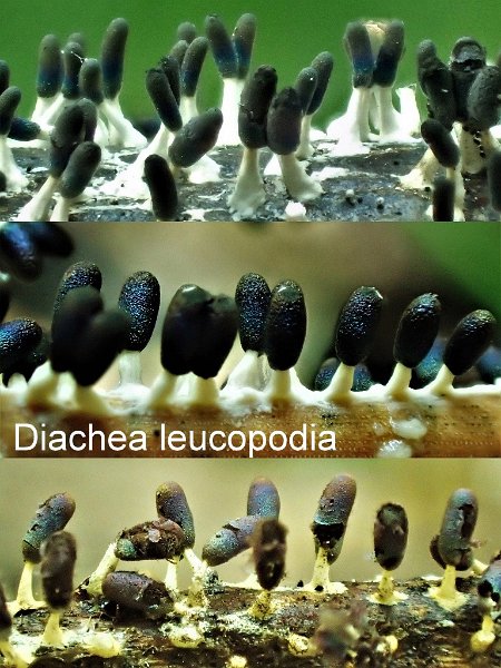 Diachea leucopodia-amf1977.jpg - Diachea leucopodia ; Syn: Trichia leucopodia